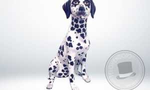 dalmata in porcellana