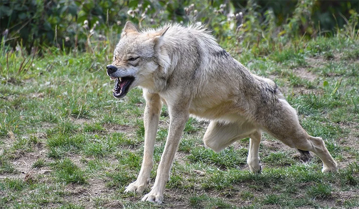 lupo cattivo aggressione
