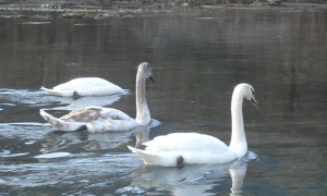 Schermata 2021 03 18 alle 10.18.40