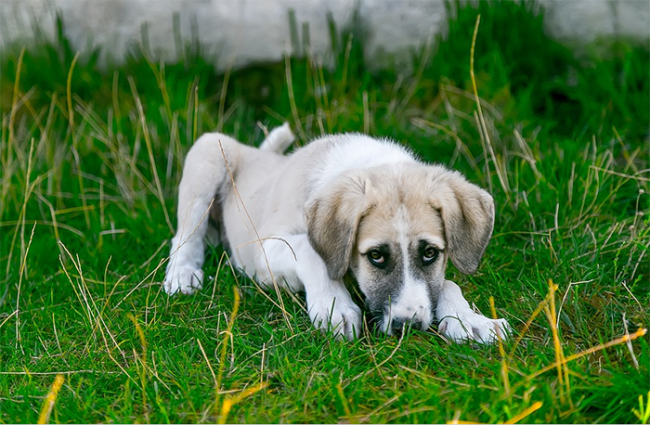 cane prato sguardo bianco