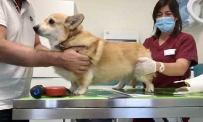 cane veterinario