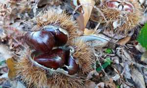 castagne