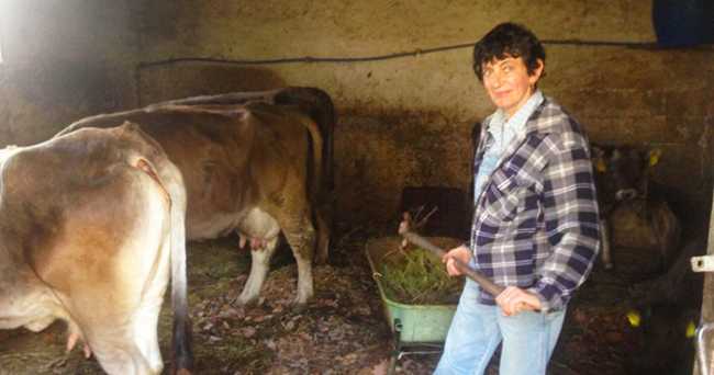 coragios stalla mucche