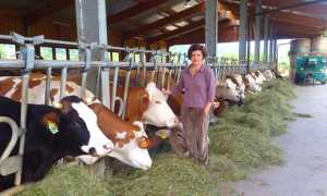 marina della piazza stalla mucche