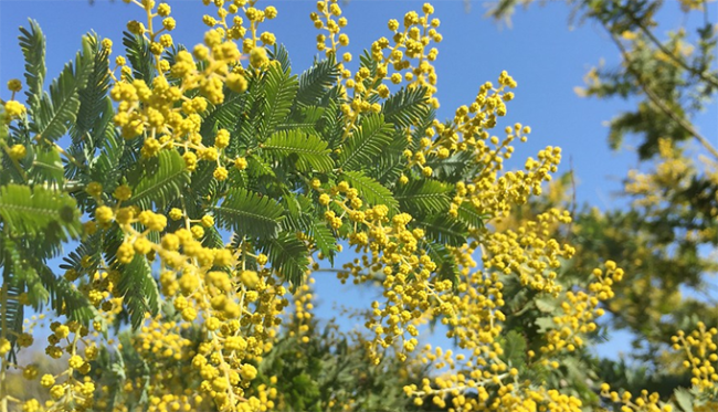 mimosa tatiana giovannetti