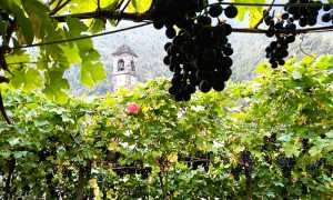 via vitis