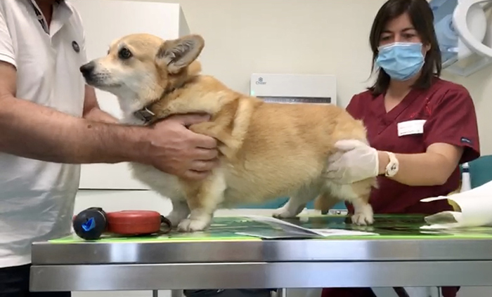 cane veterinario